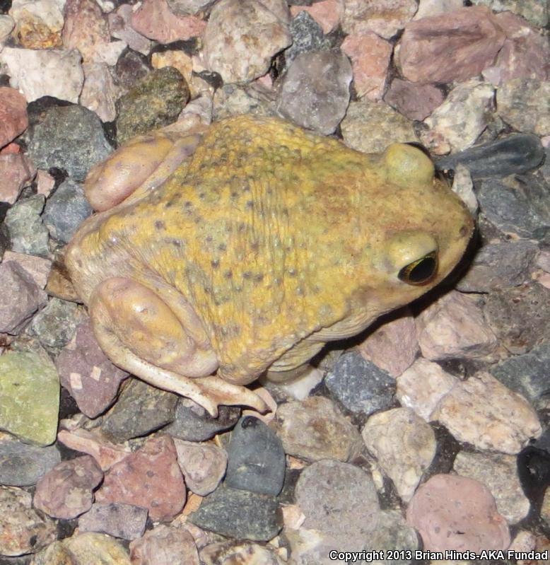 Couch's Spadefoot (Scaphiopus couchii)