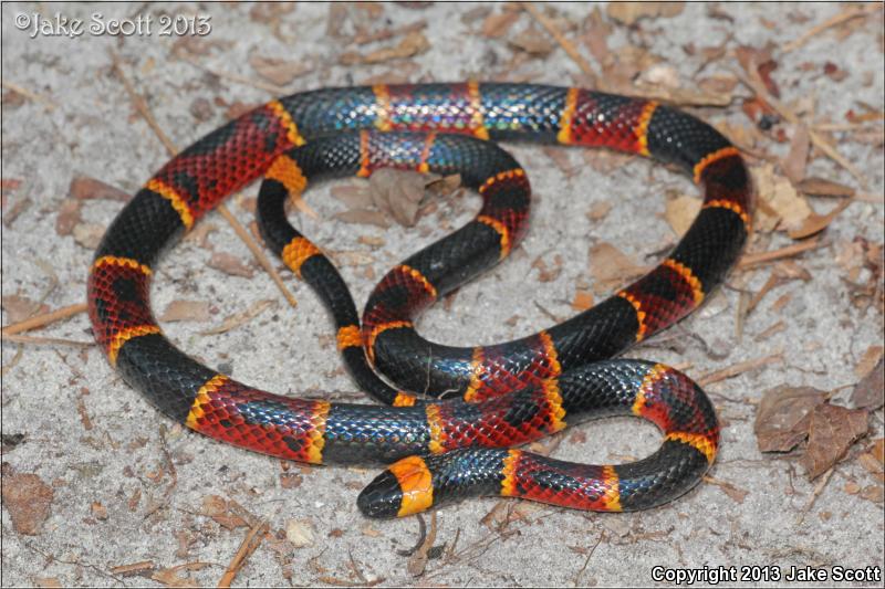 Eastern Coral Snake (Micrurus fulvius)