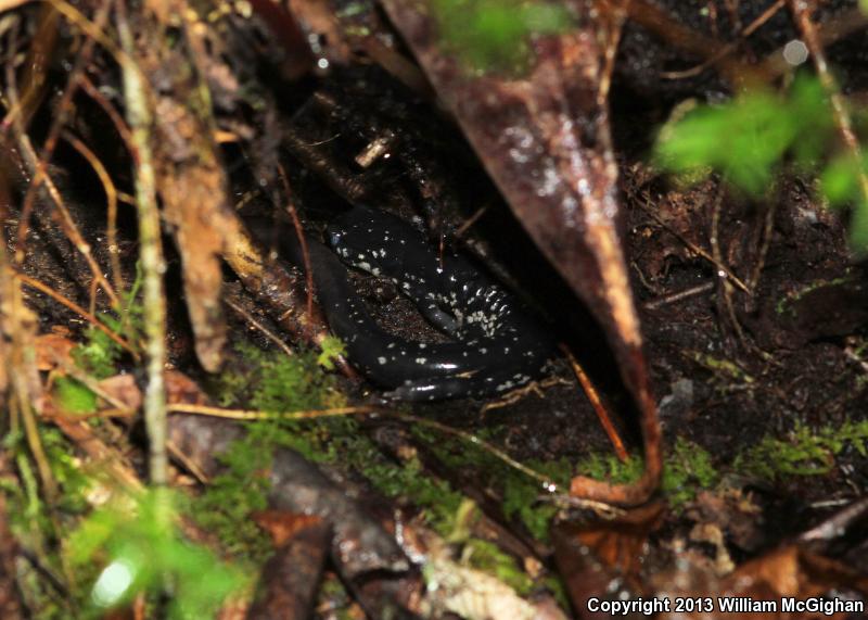 White-Spotted Slimy Salamander (Plethodon cylindraceus)