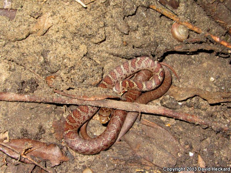 Black-masked Racer (Coluber constrictor latrunculus)