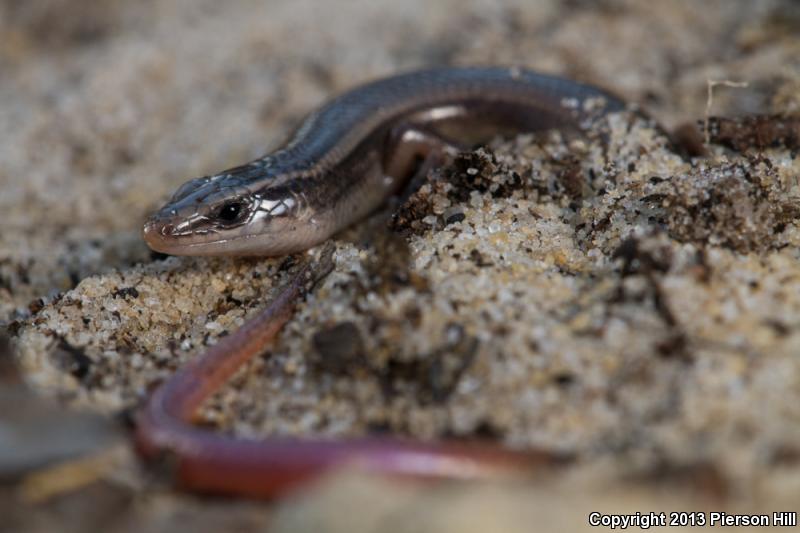 Peninsula Mole Skink (Plestiodon egregius onocrepis)