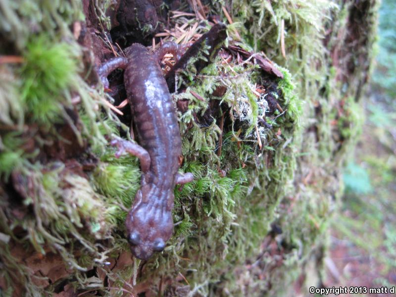 Clouded Salamander (Aneides ferreus)