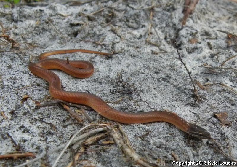 Pine Woods Littersnake (Rhadinaea flavilata)