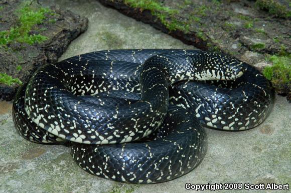 Black Kingsnake (Lampropeltis Getula Nigra)