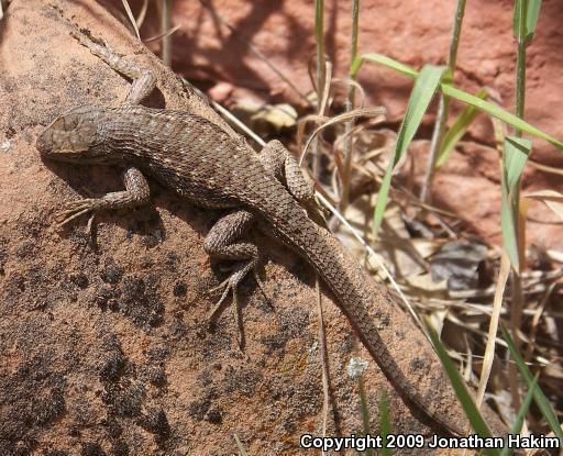 Plateau Fence Lizard (Sceloporus tristichus)