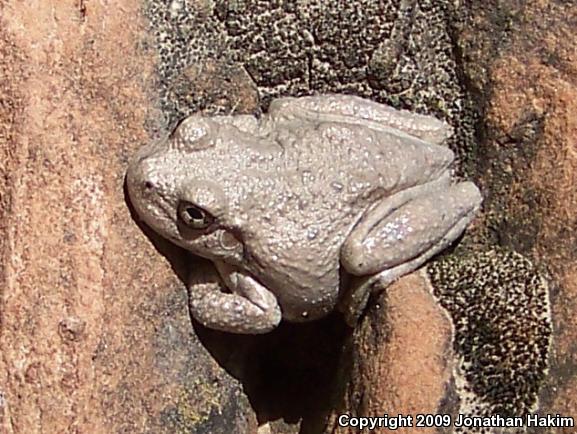 Canyon Treefrog (Hyla arenicolor)