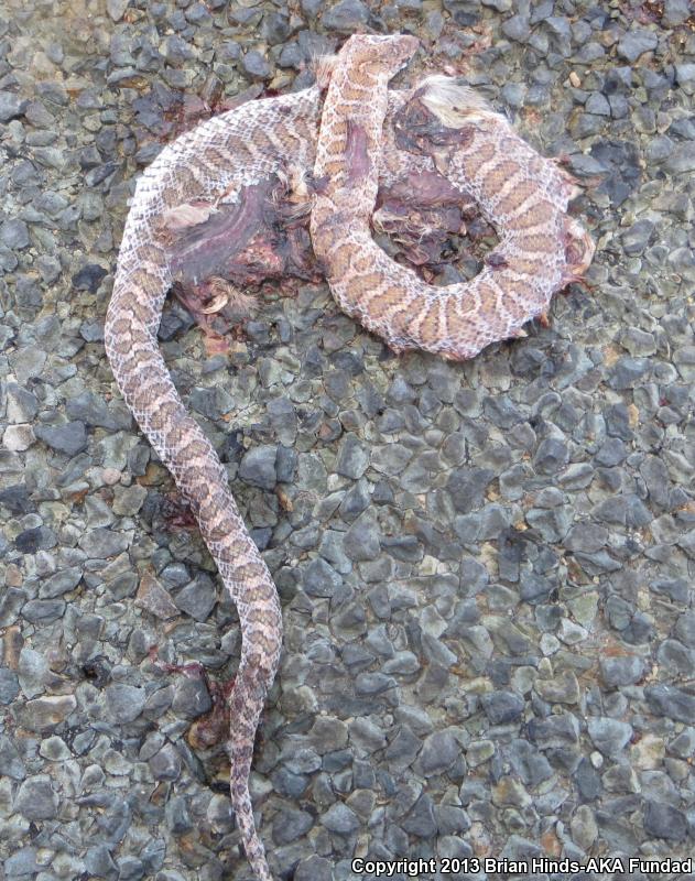 Painted Desert Glossy Snake (Arizona elegans philipi)