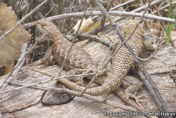 Yellow-backed Spiny Lizard (Sceloporus uniformis)