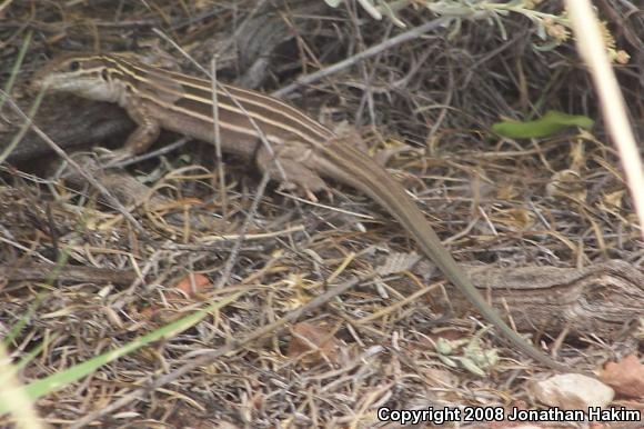 Plateau Striped Whiptail (Aspidoscelis velox)