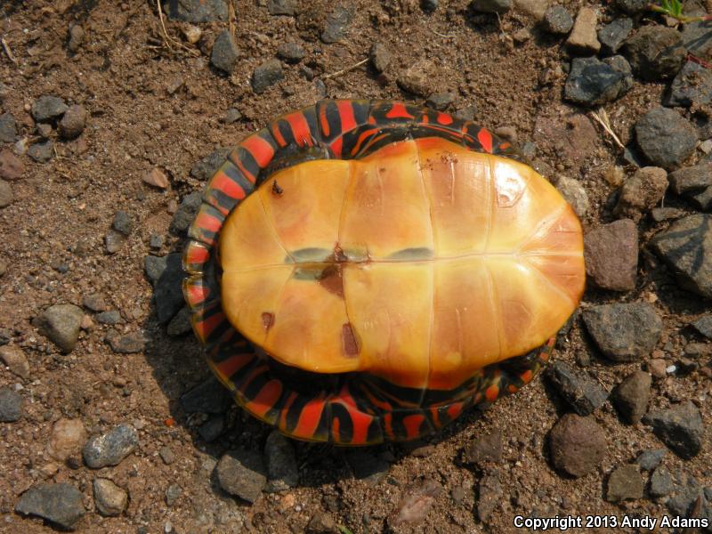 Eastern Painted Turtle (Chrysemys picta picta)