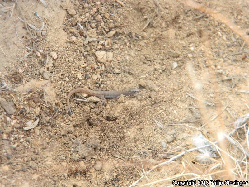 Desert Night Lizard (Xantusia vigilis vigilis)