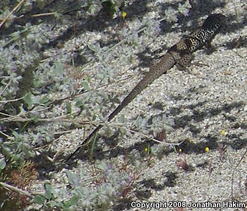 Great Basin Whiptail (Aspidoscelis tigris tigris)