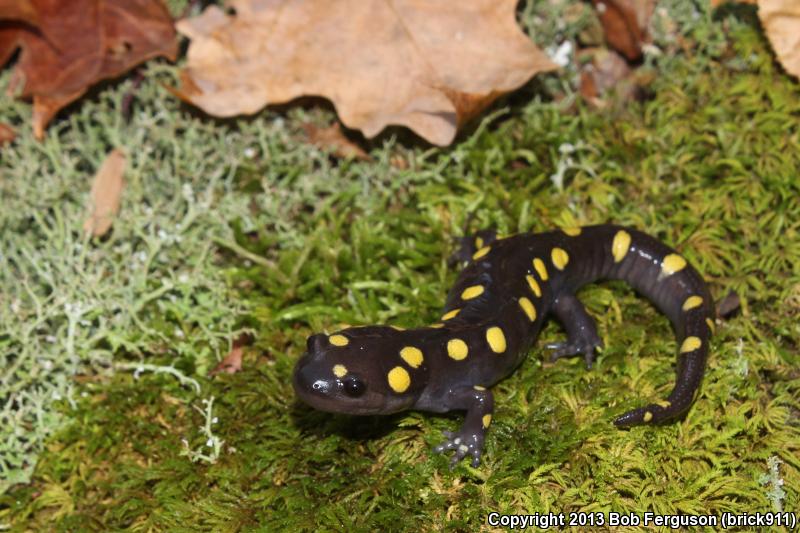 Spotted Salamander (Ambystoma maculatum)