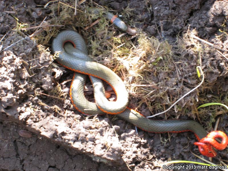 Northwestern Ring-necked Snake (Diadophis punctatus occidentalis)