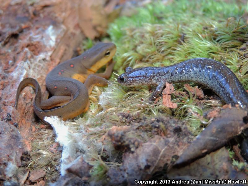 Eastern Red-backed Salamander (Plethodon cinereus)