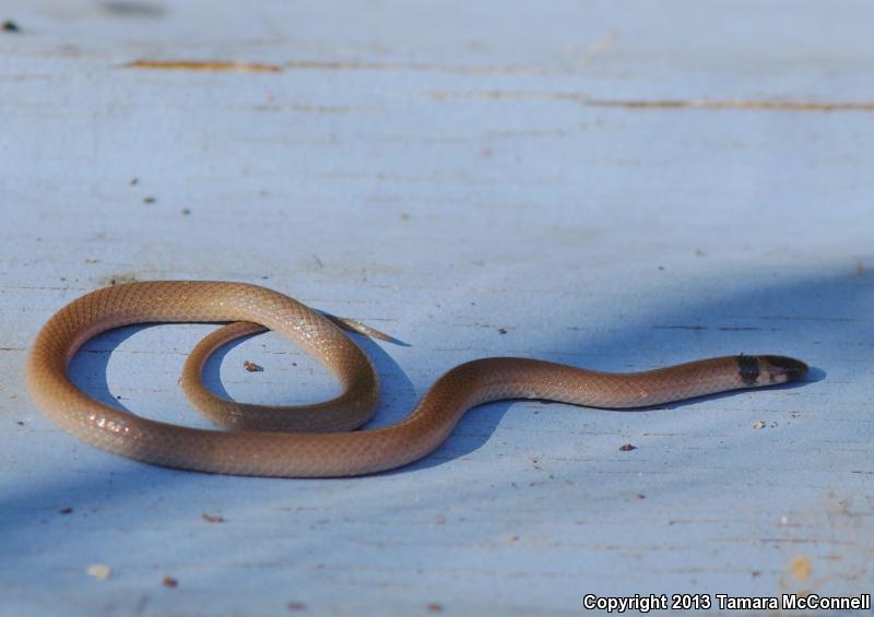 Southeastern Crowned Snake (Tantilla coronata)