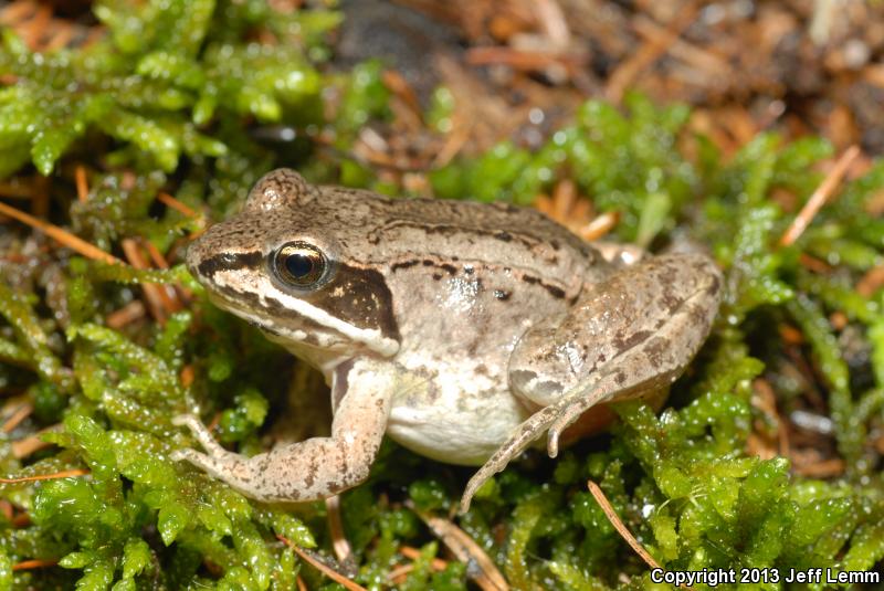 Wood Frog (Lithobates sylvaticus)