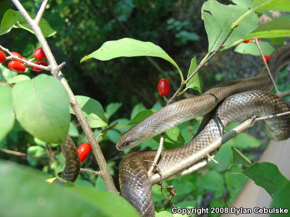 Prairie Kingsnake (Lampropeltis calligaster calligaster)