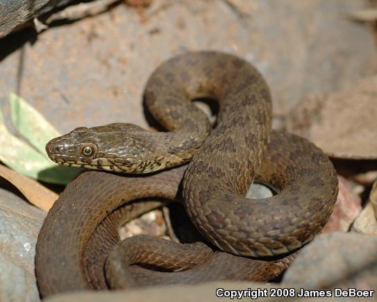 Narrow-headed Gartersnake (Thamnophis rufipunctatus)