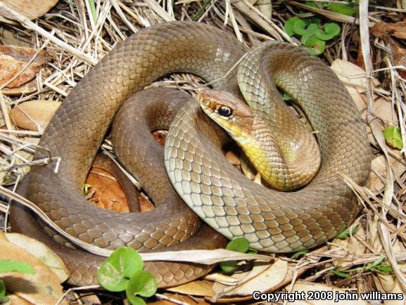 Eastern Yellow-bellied Racer (Coluber constrictor flaviventris)