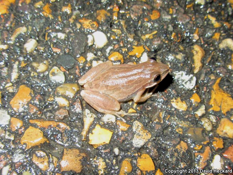 Cajun Chorus Frog (Pseudacris fouquettei)