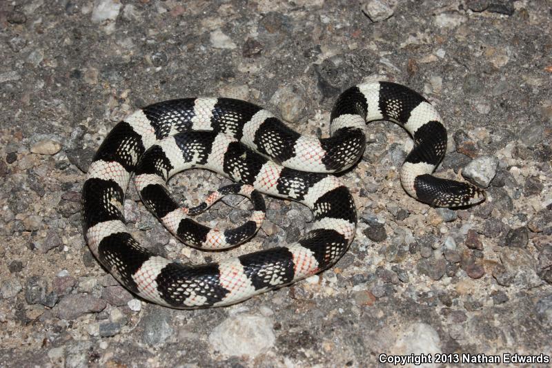 Western Long-nosed Snake (Rhinocheilus lecontei)