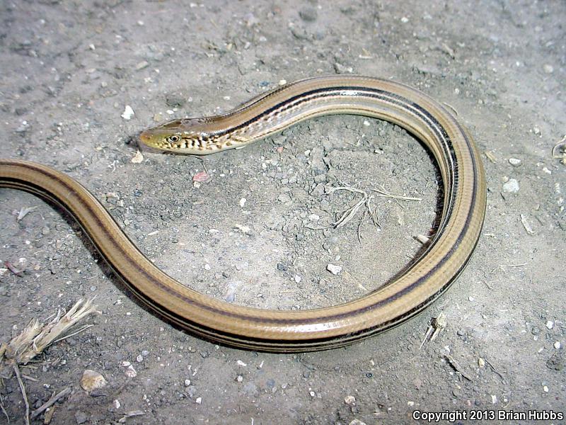 Western Slender Glass Lizard (Ophisaurus attenuatus attenuatus)