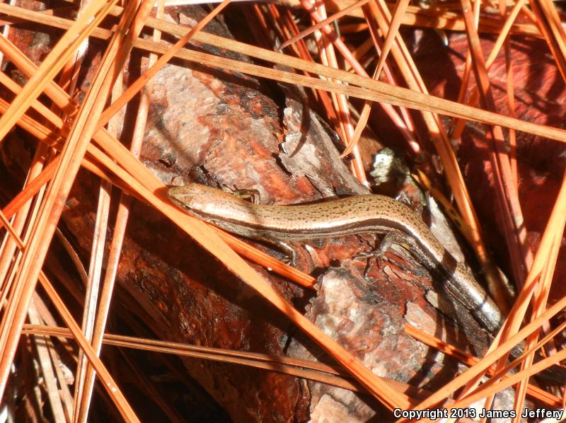 Little Brown Skink (Scincella lateralis)