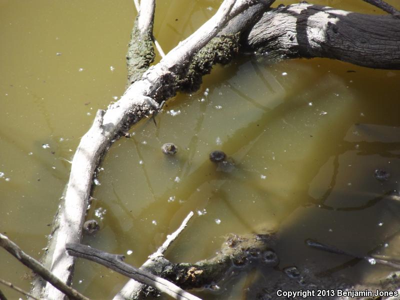 Sonoran Mud Turtle (Kinosternon sonoriense)