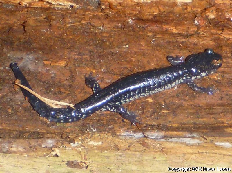 White-Spotted Slimy Salamander (Plethodon cylindraceus)