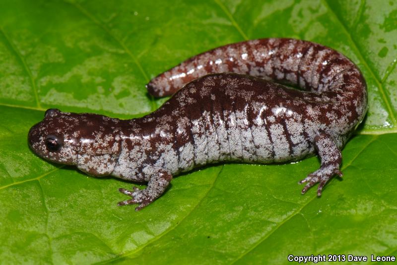 Mabee's Salamander (Ambystoma mabeei)