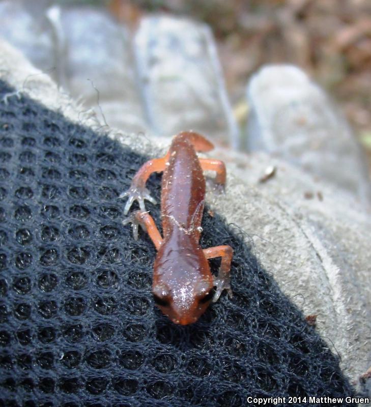 Monterey Ensatina (Ensatina eschscholtzii eschscholtzii)