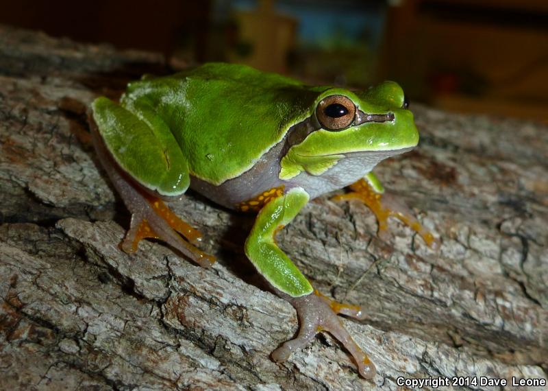 Pine Barrens Treefrog (Hyla andersonii)