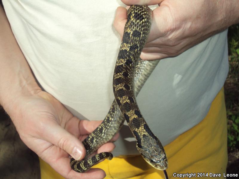 Eastern Hog-nosed Snake (Heterodon platirhinos)