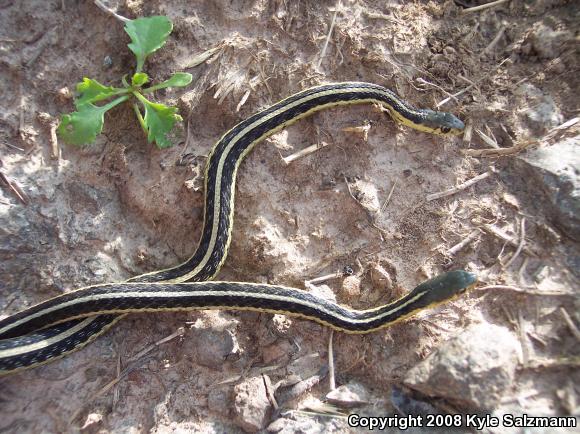 Eastern Gartersnake (Thamnophis sirtalis sirtalis)