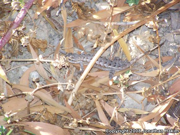 Great Basin Fence Lizard (Sceloporus occidentalis longipes)