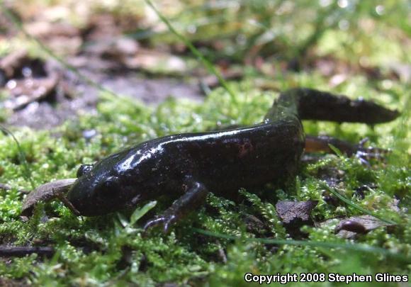 Jefferson Salamander (Ambystoma jeffersonianum)