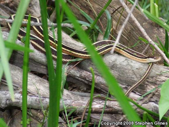 Eastern Ribbonsnake (Thamnophis sauritus sauritus)