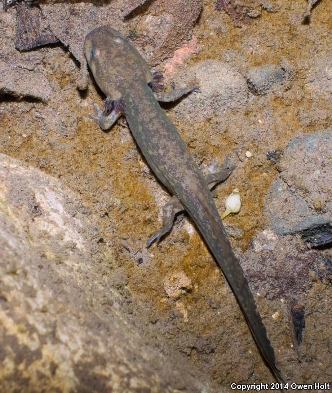 California Giant Salamander (Dicamptodon ensatus)