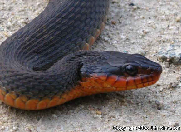 Red-bellied Watersnake (Nerodia erythrogaster erythrogaster)