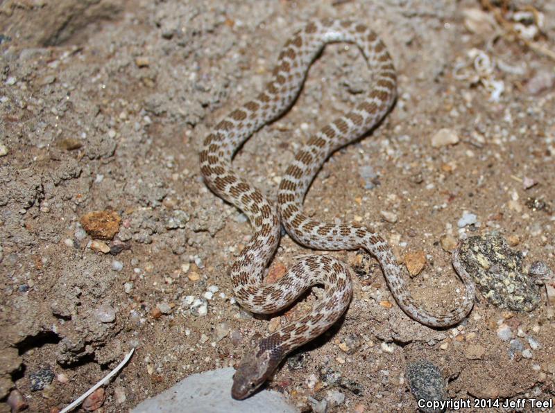 Desert Nightsnake (hypsiglena Chlorophaea Deserticola)