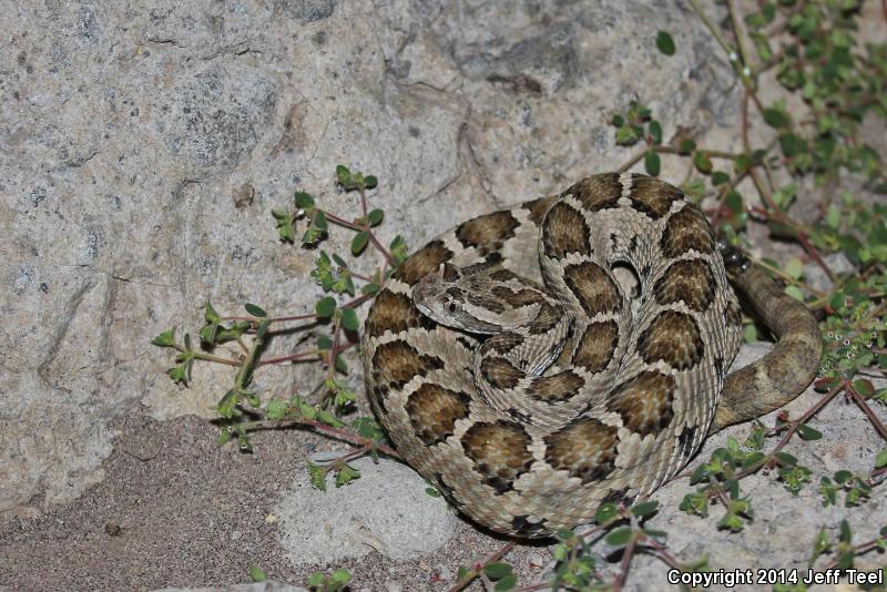 Lower California Rattlesnake (Crotalus enyo enyo)