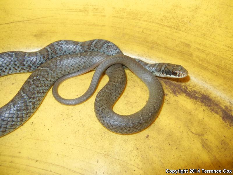 snake coluber constrictor foxii south dakota