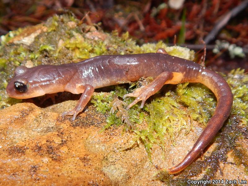 Yellow-eyed Ensatina (Ensatina eschscholtzii xanthoptica)