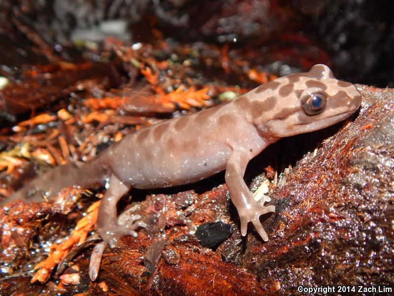 California Giant Salamander (Dicamptodon ensatus)