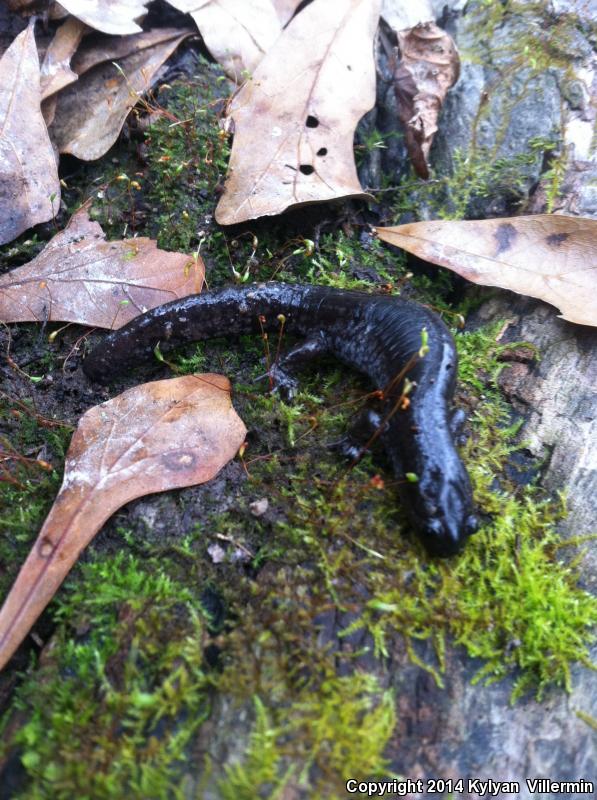 Small-mouthed Salamander (Ambystoma texanum)