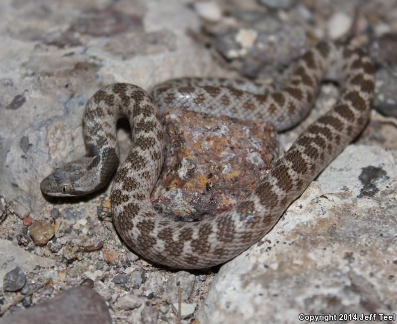 Texas Nightsnake (Hypsiglena jani texana)