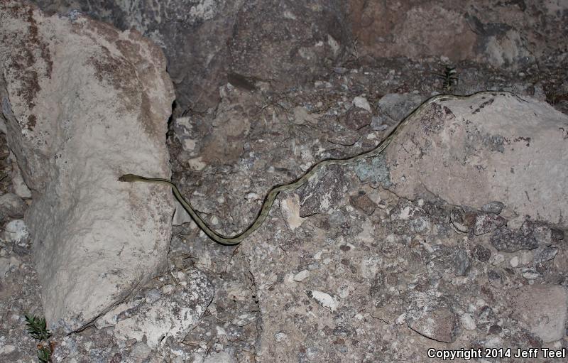 Northern Trans-Pecos Rat Snake (Bogertophis subocularis subocularis)