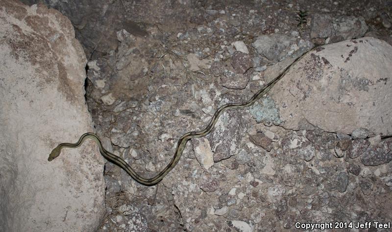 Northern Trans-Pecos Rat Snake (Bogertophis subocularis subocularis)