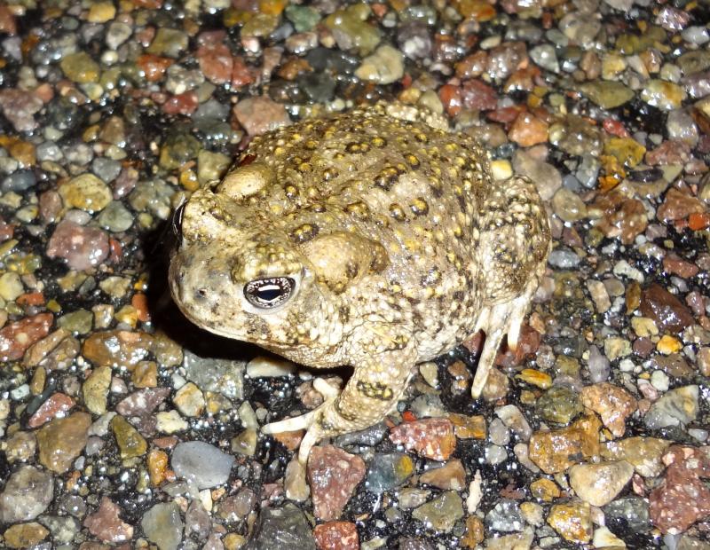 Arroyo Toad (Anaxyrus californicus)